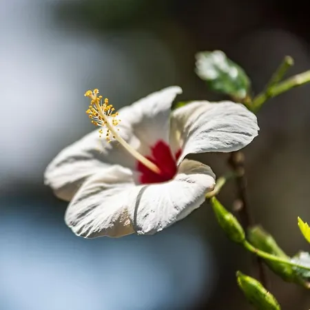 Bloom
